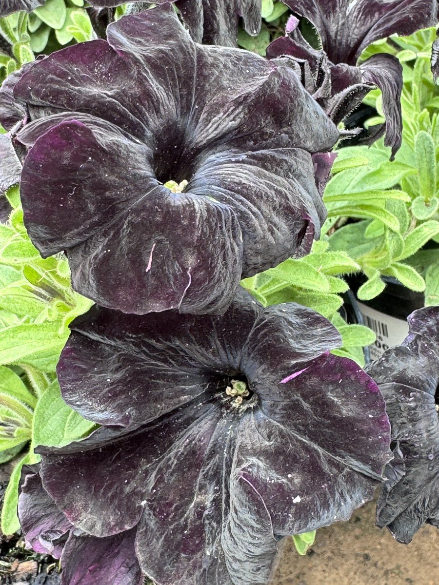 EckardsGarden's tweet photo. Are you planting up some spooky pots for Halloween 🎃 These Black Petunias are so unusual with their dark velvety look and feel. Petunias need a full sun spot and are waterwise needing water only once a week once established 🌸 #eckardsgarden #blackpetunias https://t.co/c5BQaMAzI3