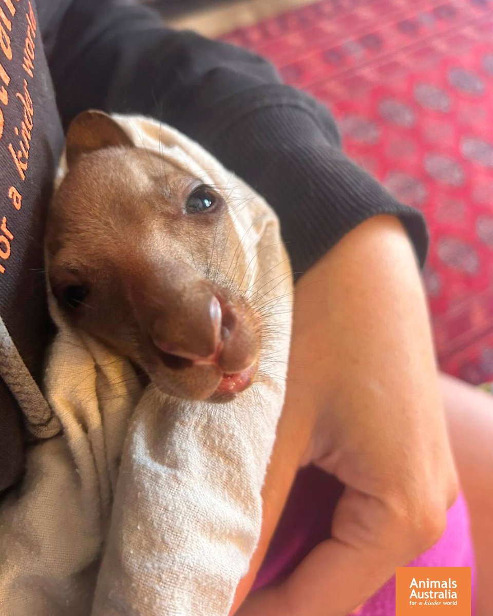 On behalf of joeys like Angie, thank you to the caring people who helped celebrate World Kangaroo Day last week by taking action to protect these sensitive animals. If you believe kangaroos should be protected, not slaughered for profit, speak up here: animalsaus.co/48sWO6y