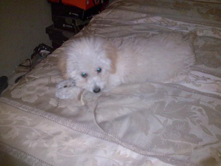 anarjsnz's tweet photo. mi corazoncito no ha dejado de doler desde que te fuiste aquel 24 de agosto, 14 años no fueron suficientes mi dokito espero verte pronto 🤍 https://t.co/rxvD3zGFoD