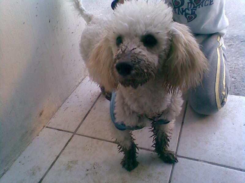 anarjsnz's tweet photo. mi corazoncito no ha dejado de doler desde que te fuiste aquel 24 de agosto, 14 años no fueron suficientes mi dokito espero verte pronto 🤍 https://t.co/rxvD3zGFoD