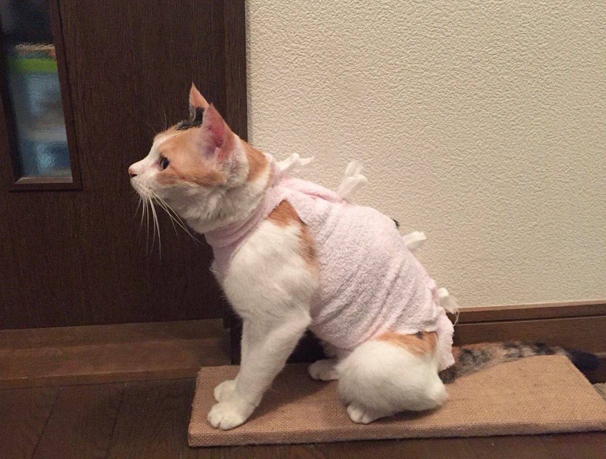 ごはん①②│フェリシモ猫部 https://t.co/ebNMP7KTah 