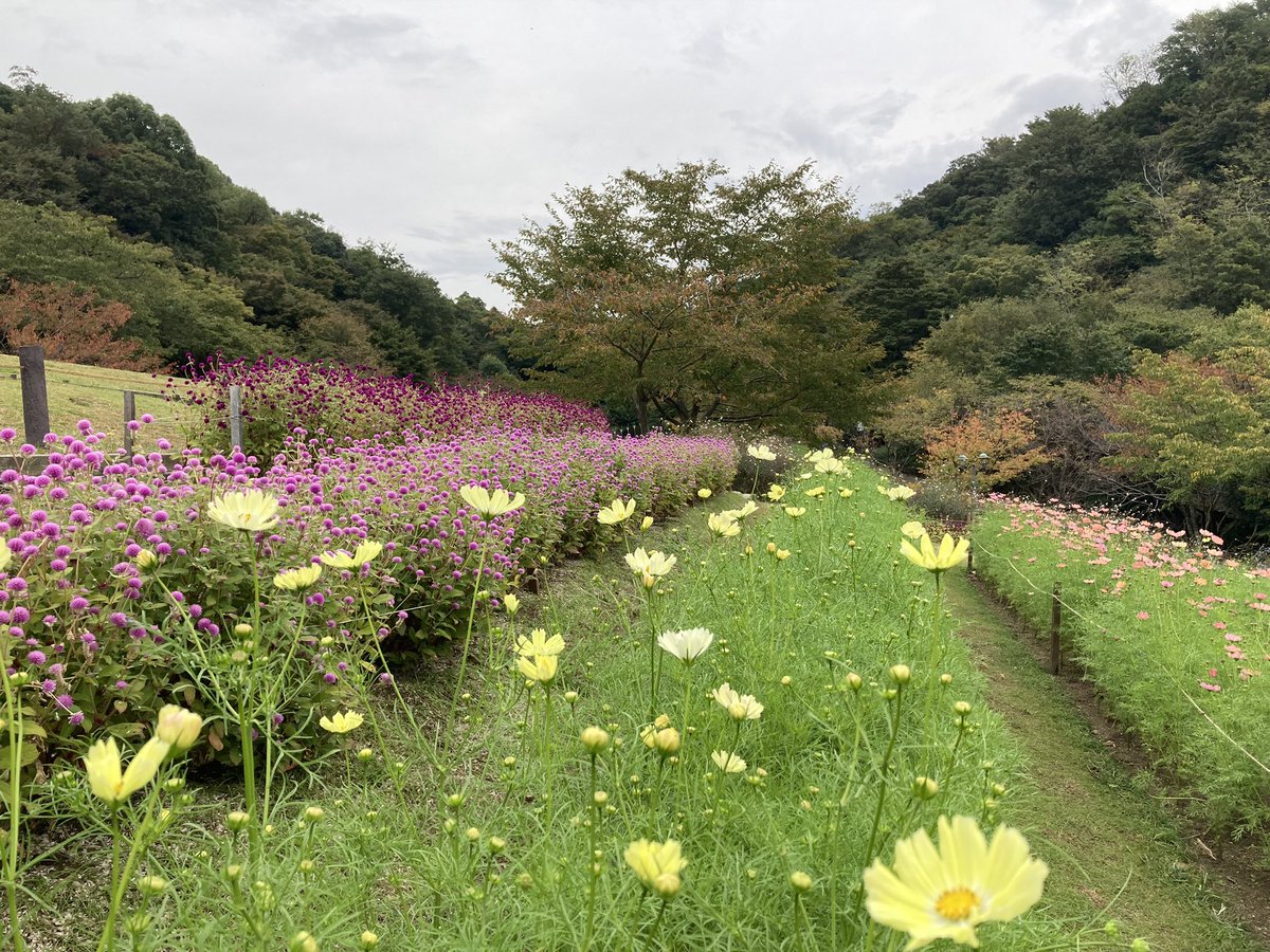 of_exegesis's tweet photo. あまり見かけない色
曇り空だけど明るい気分になる https://t.co/Ayl18PfQYO