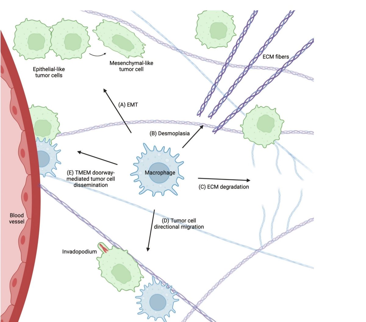 Thrilled to share our latest review! Congratulations to the amazing @MadelineDeLuca_ for a truly impressive job!

Want to know how macrophages interact with tumor cells to promote EMT, ECM remodeling, and tumor cell chemotaxis and intravasation?

frontiersin.org/journals/immun…