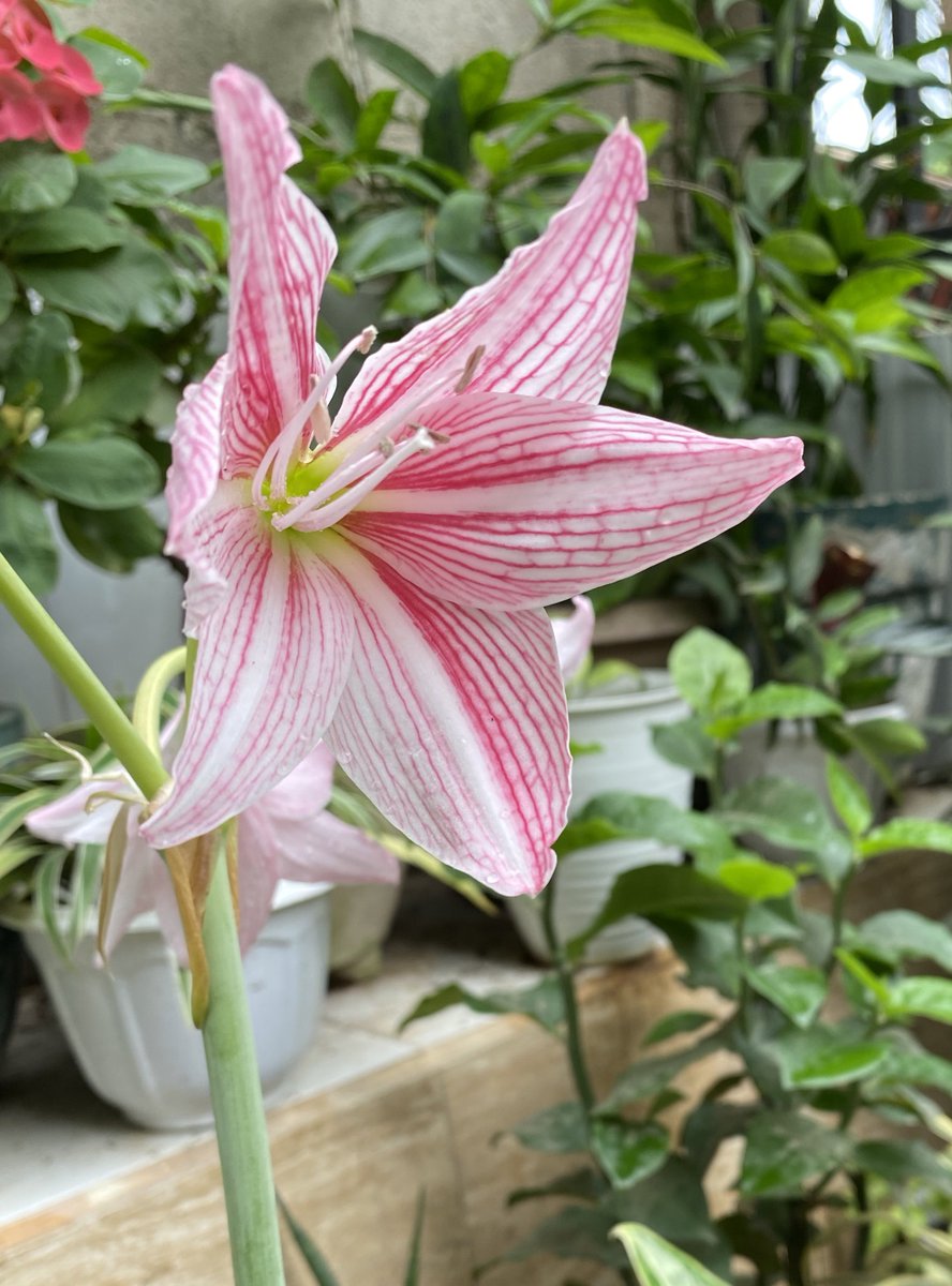 My Amaryllis just bloomed this morning 💗