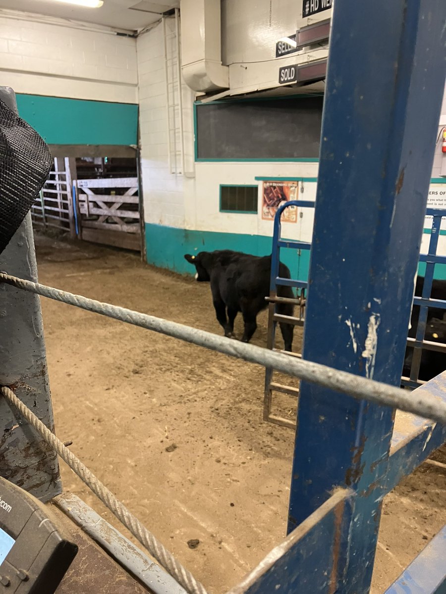 Chrisnoll_Sask's tweet image. Steers shipping off to Moose Jaw to seek Tuesday. Weights up 55 pounds and selling two weeks earlier then 2023. Probably the most exciting fall to sell calves in my career so far.  #ranching #fallrun #ranchingwithkids