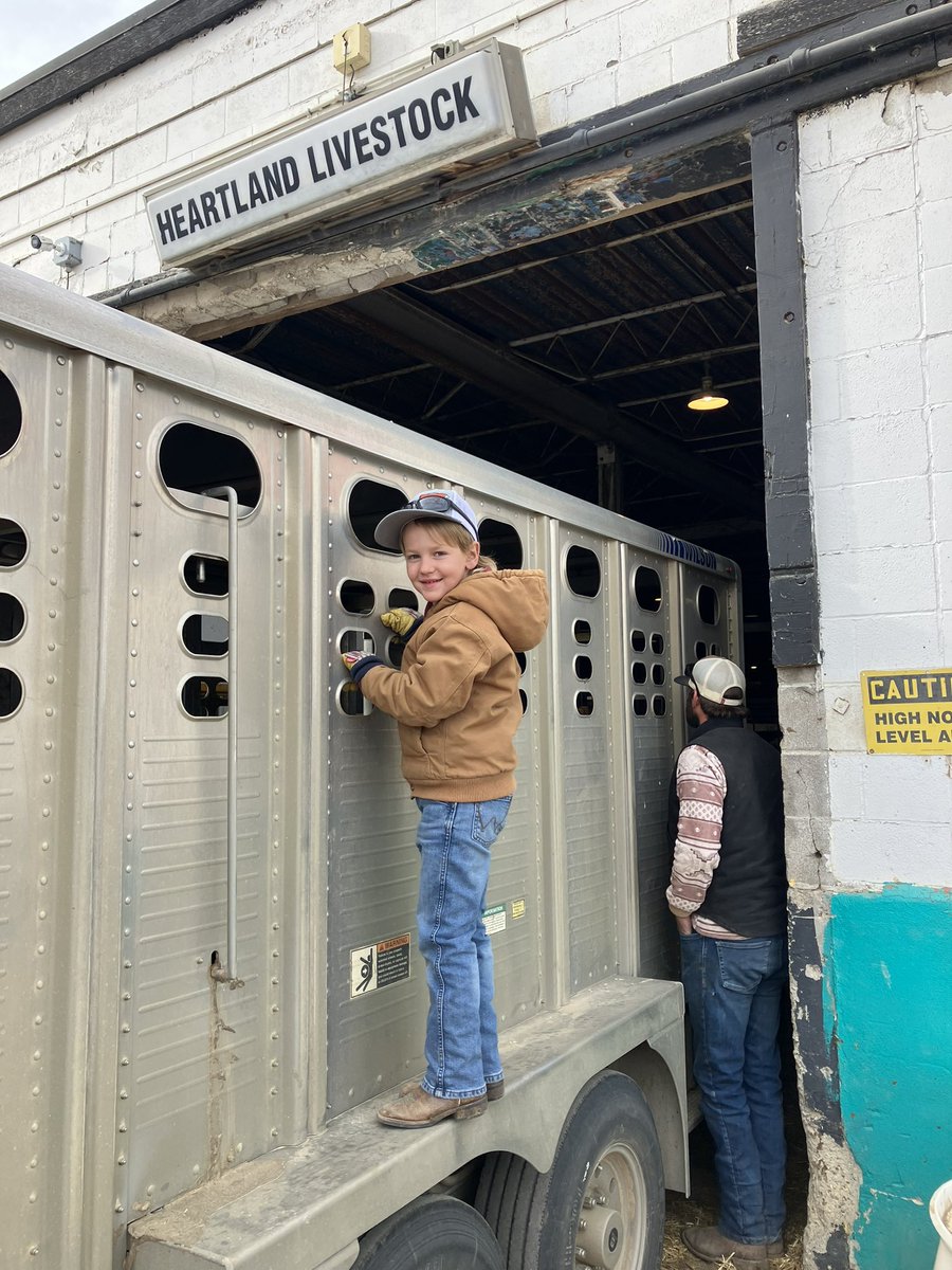 Chrisnoll_Sask's tweet image. Steers shipping off to Moose Jaw to seek Tuesday. Weights up 55 pounds and selling two weeks earlier then 2023. Probably the most exciting fall to sell calves in my career so far.  #ranching #fallrun #ranchingwithkids