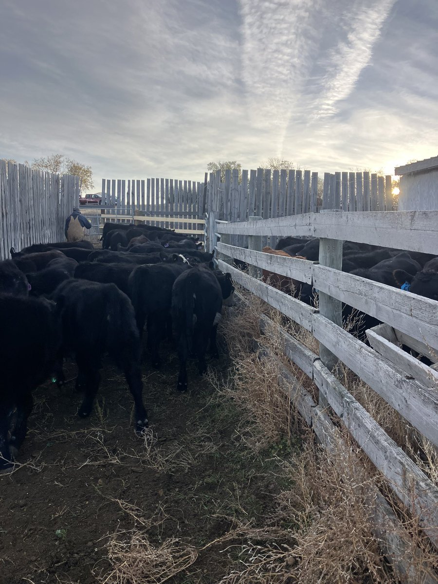 Chrisnoll_Sask's tweet image. Steers shipping off to Moose Jaw to seek Tuesday. Weights up 55 pounds and selling two weeks earlier then 2023. Probably the most exciting fall to sell calves in my career so far.  #ranching #fallrun #ranchingwithkids