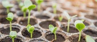Easygarden101's tweet photo. "Planning for next spring? What seeds are you excited to sow inside? #SpringGardening" https://t.co/H2m5BNYJTE