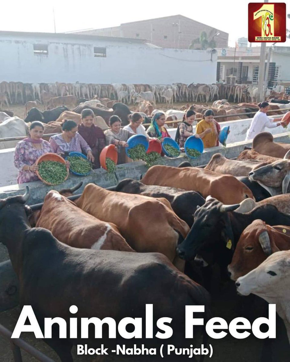 _Iam_Sahil's tweet photo. Animal Welfare by DSS #ProtectAnimals Let's spread the lesson of selfless love with every creation of God by following the footsteps of His Holiness Saint Dr MSG Insan who always inspires the masses for reviving the sinking humanity 
#MondayMotivation https://t.co/s5hUpkt6G7
