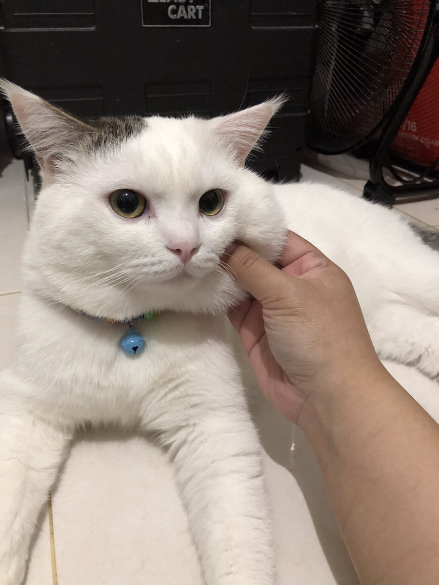 bondsibondd's tweet photo. mengawali hari dengan main squishy https://t.co/s42RsBIkj3