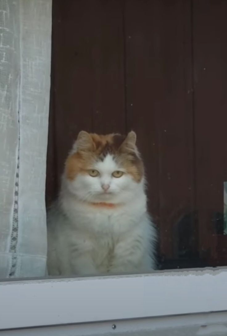 😾