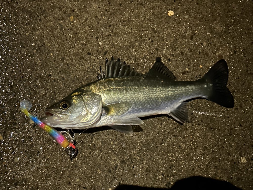 merufishing's tweet photo. ナイトゲーム

全く反応無い。
だがしかし、それでもジョルティは釣れる😛
メッチャこっち見てるw
#シーバス #BlueBlue #ジョルティ https://t.co/343h7HNlln