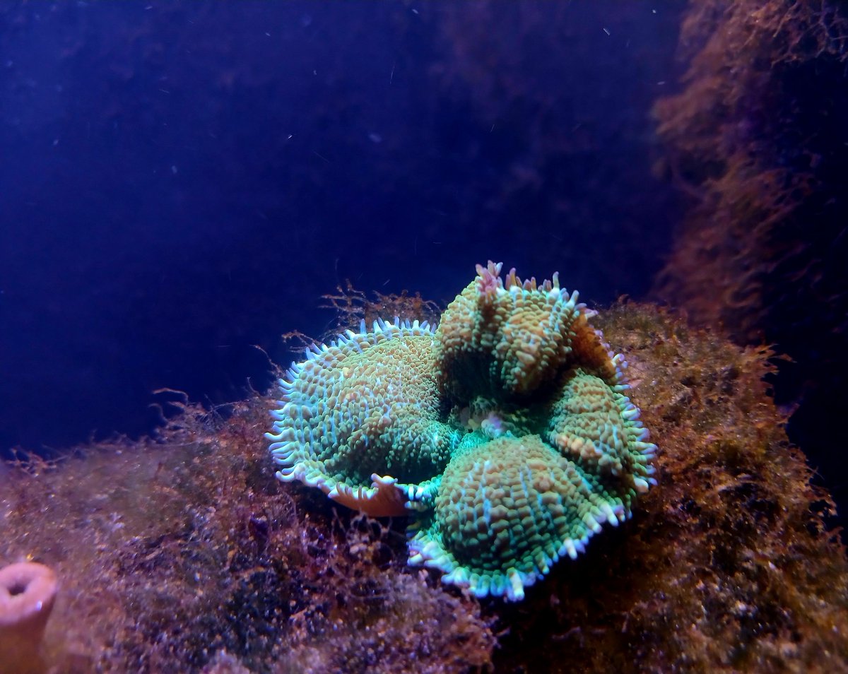 AndresAD81's tweet photo. Rhodactis sp. coral https://t.co/1jXLNl5iMl