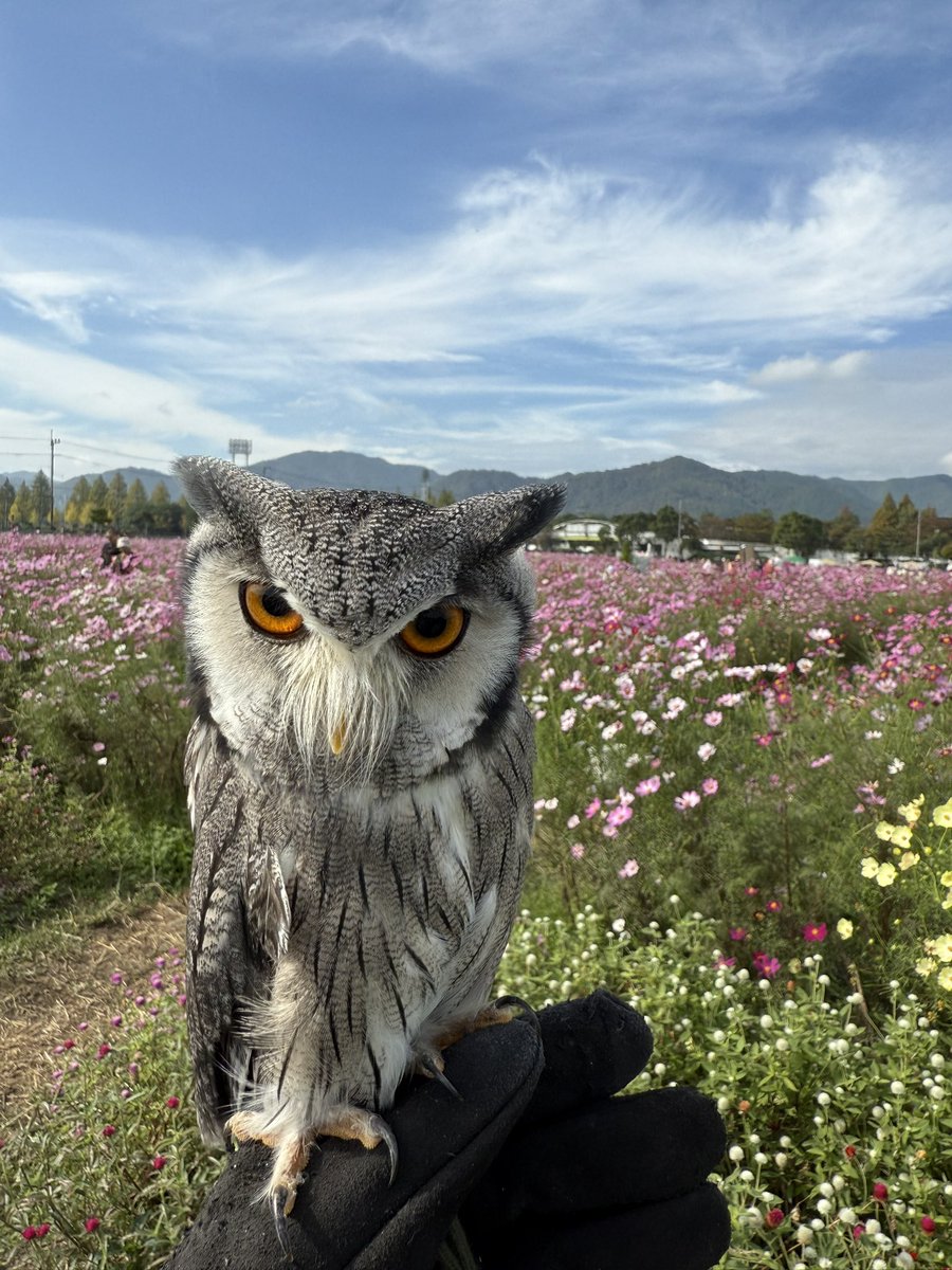 shinsan33's tweet photo. 亀岡夢コスモス園
キキさん変顔ばっかりでいい写真撮れない https://t.co/0dsGCS7UVO