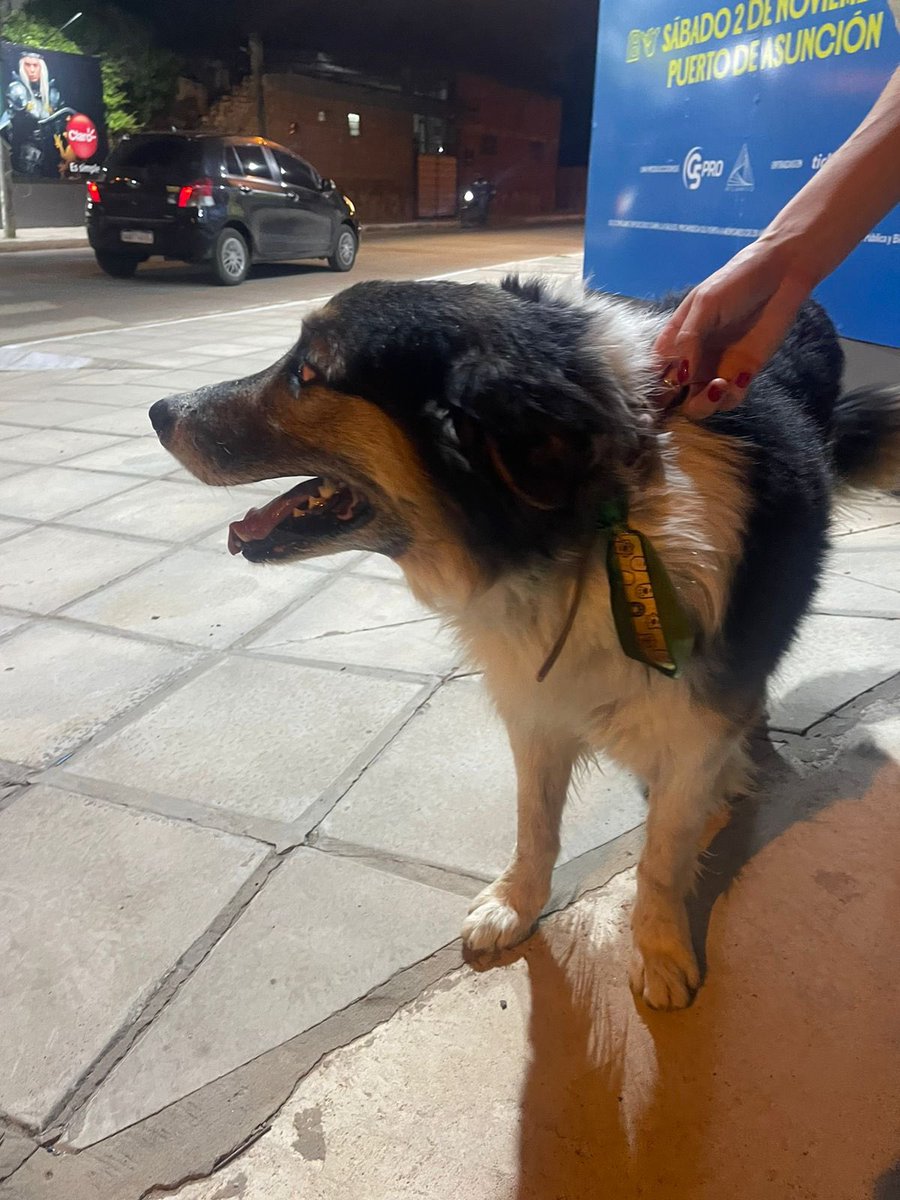 itsmemartu's tweet photo. encontraron a este bello border en molas lopez e itapua hace unas horas, tiene collar con nombre pero no tiene numero de telefono. si le conocen contacten al 0981643262! RT porfa https://t.co/l85wsKWLkE