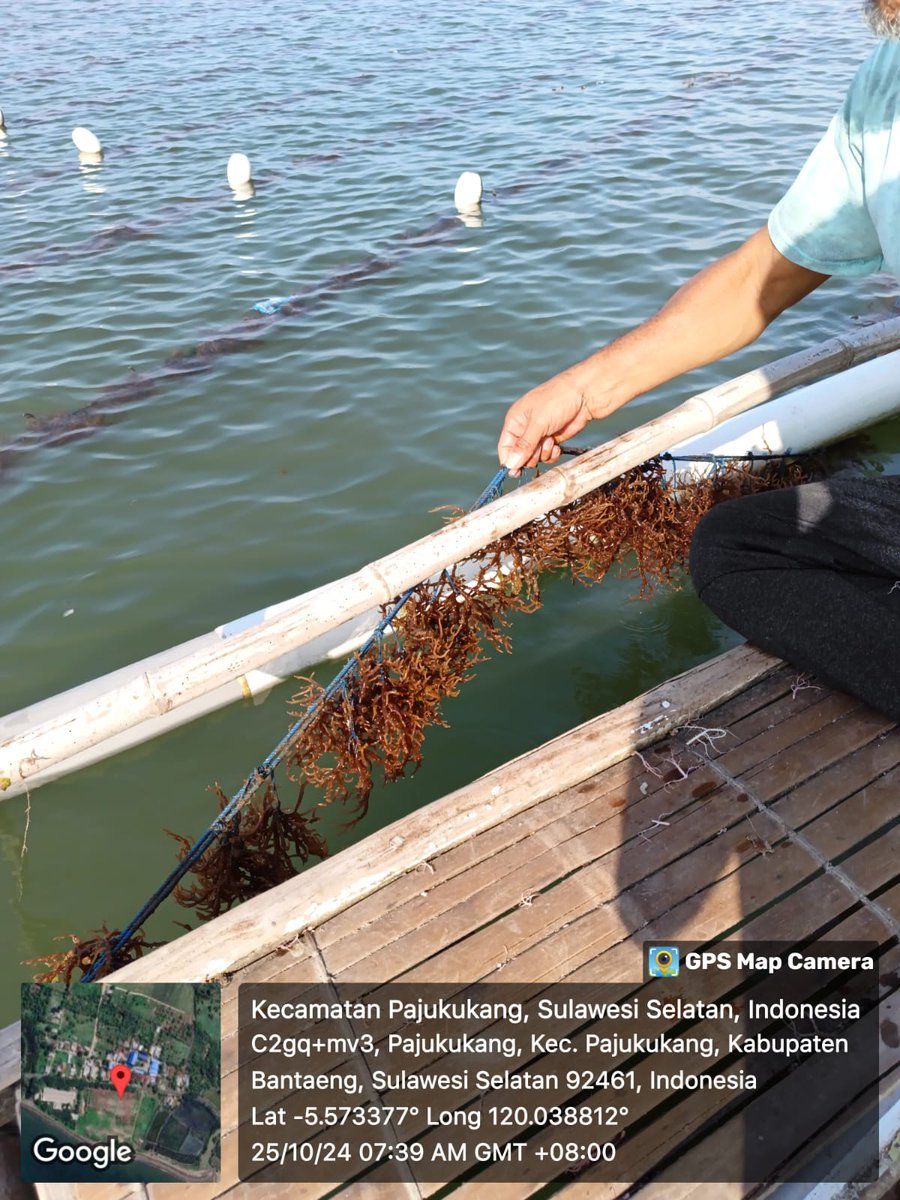 AnggunAngg25809's tweet photo. Mendampingi kelompok budidaya dalam monitoring perkembangan bantuan pemerintah berupa bibit rumput laut KBRL pada pokdakan Sinar harapan di Desa Pajukukang Kec Pajukukang Kab Bantaeng 

#Luhlapor
#KKP https://t.co/vOP5nztfSp