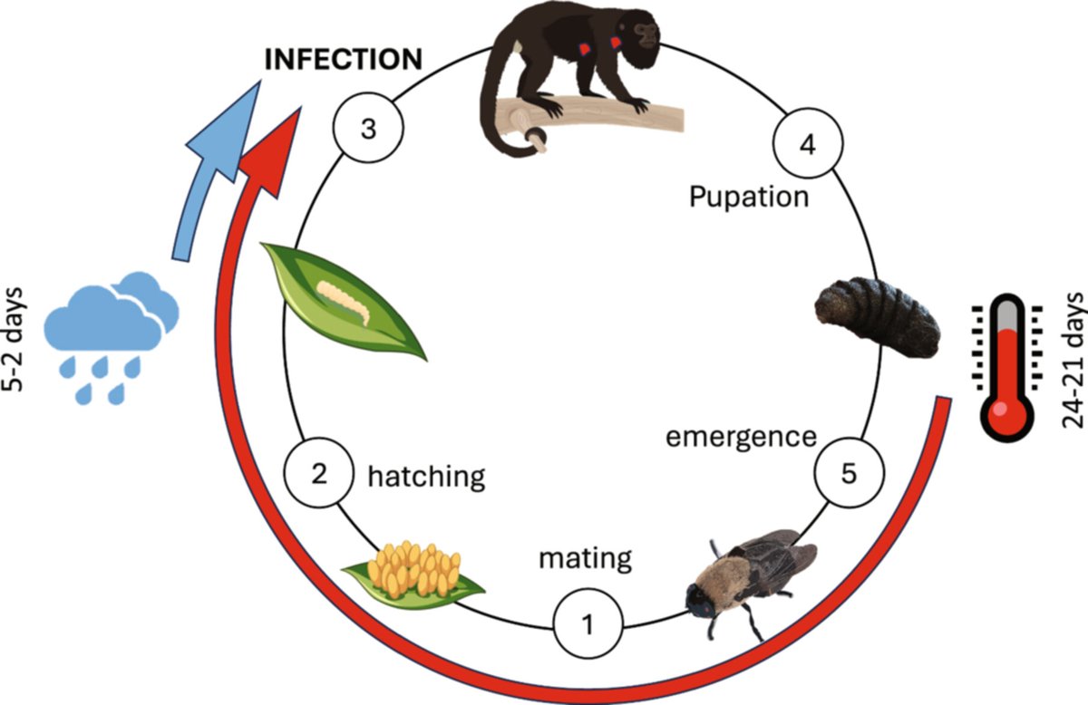 AmJournalPrimatology tweet media
