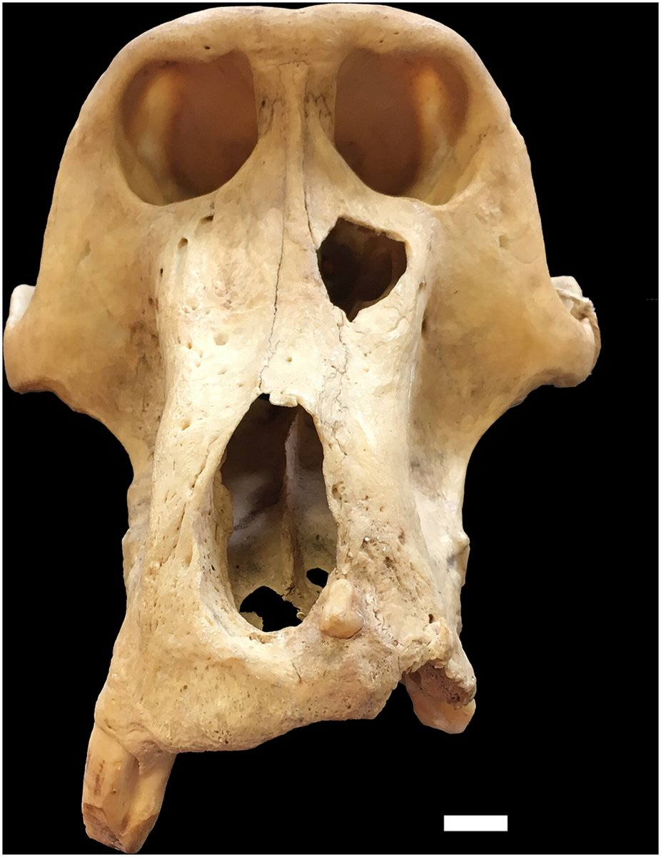 AmJournalPrimatology (@amjournalprimat) on Twitter photo @gessiejomez <a href="/DRexMitchell/">D. Rex Mitchell</a> <a href="/CookeSiobhan/">Dr. Siobhán B. Cooke</a>
Questions on socioecology? Rare behaviors? Skeletal lesion analysis helps! #primates #primatology onlinelibrary.wiley.com/doi/abs/10.100… @gessiejomez <a href="/DRexMitchell/">D. Rex Mitchell</a> <a href="/CookeSiobhan/">Dr. Siobhán B. Cooke</a>
Questions on socioecology? Rare behaviors? Skeletal lesion analysis helps! #primates #primatology onlinelibrary.wiley.com/doi/abs/10.100…