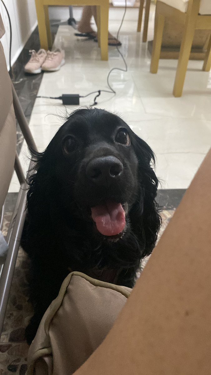 Lore_Cuchu's tweet photo. @twaniimals Channelita feliz ❤️ https://t.co/m2wdhEz9Fl