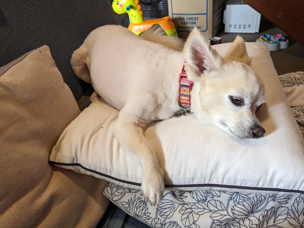 You all need to know that Sammy is now rocking his summer haircut