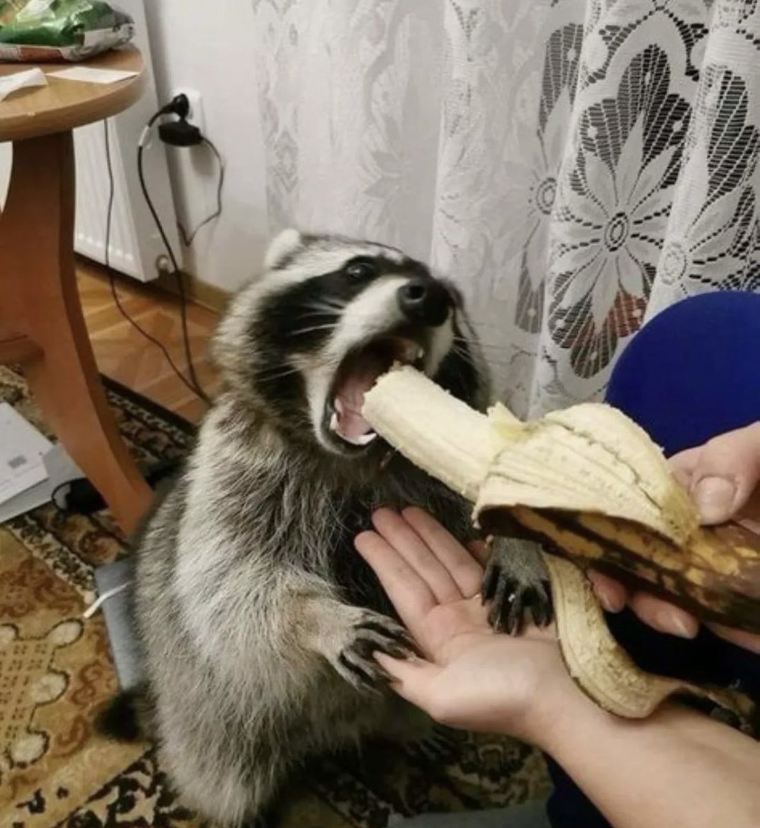 粒粒餡子 tweet media