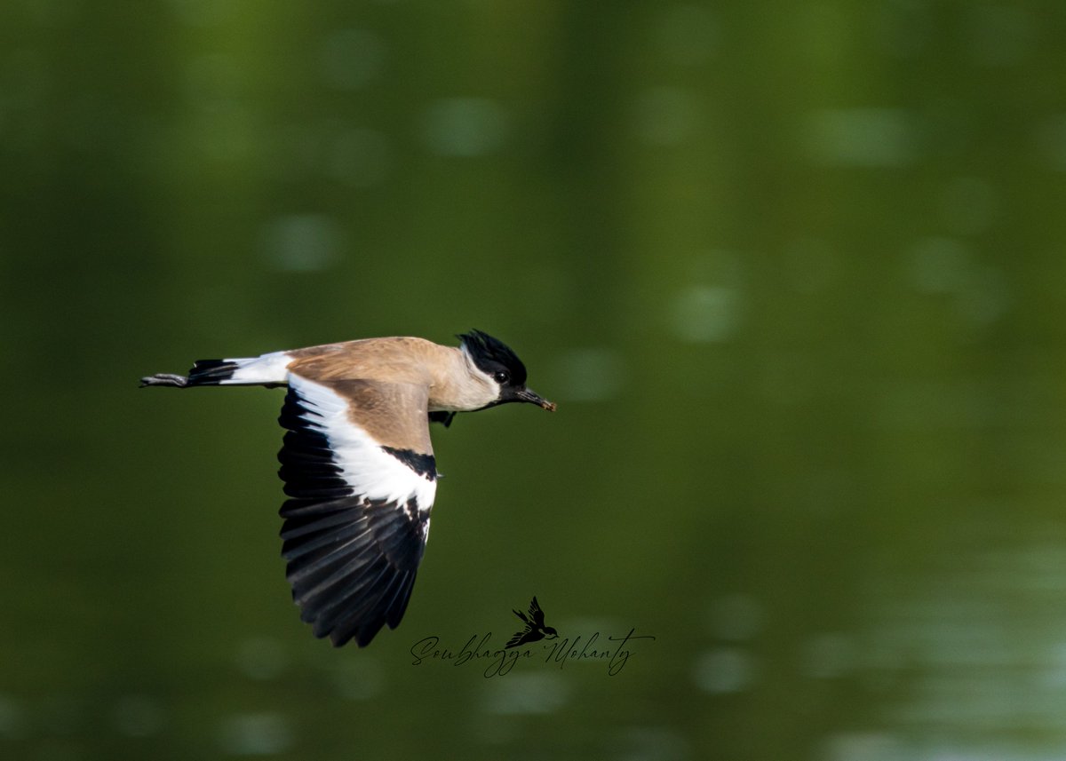 soubhagya_im's tweet photo. Backdrop in flight: presenting River Lapwing

#IndiAves #BBCWildlifePOTD #birdwings #birdphotography #natgeoindia #RiverLapwing https://t.co/UctSVVLBKY