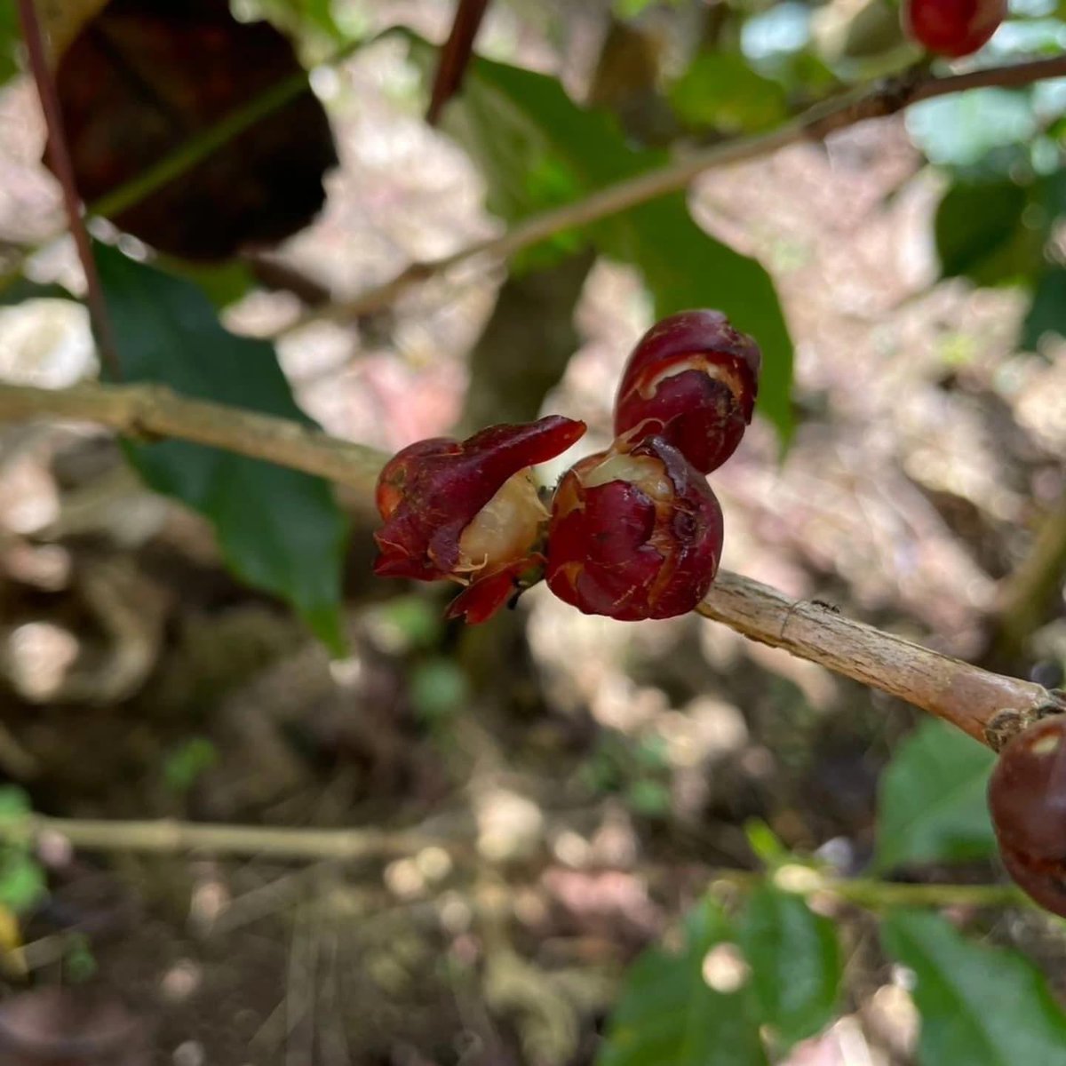 MiyadeCoffee's tweet photo. ○味に表現されることのない実際にコーヒー豆を収穫する原住民インディヘナと共に作業しリアルな世界を知る
○日本に合う品種と新たな栽培方法との出会い

またイチから徳之島でコーヒー栽培を始めたいくらいの気持ちで身体の中からウズウズする。 https://t.co/3xMuno6ZZG