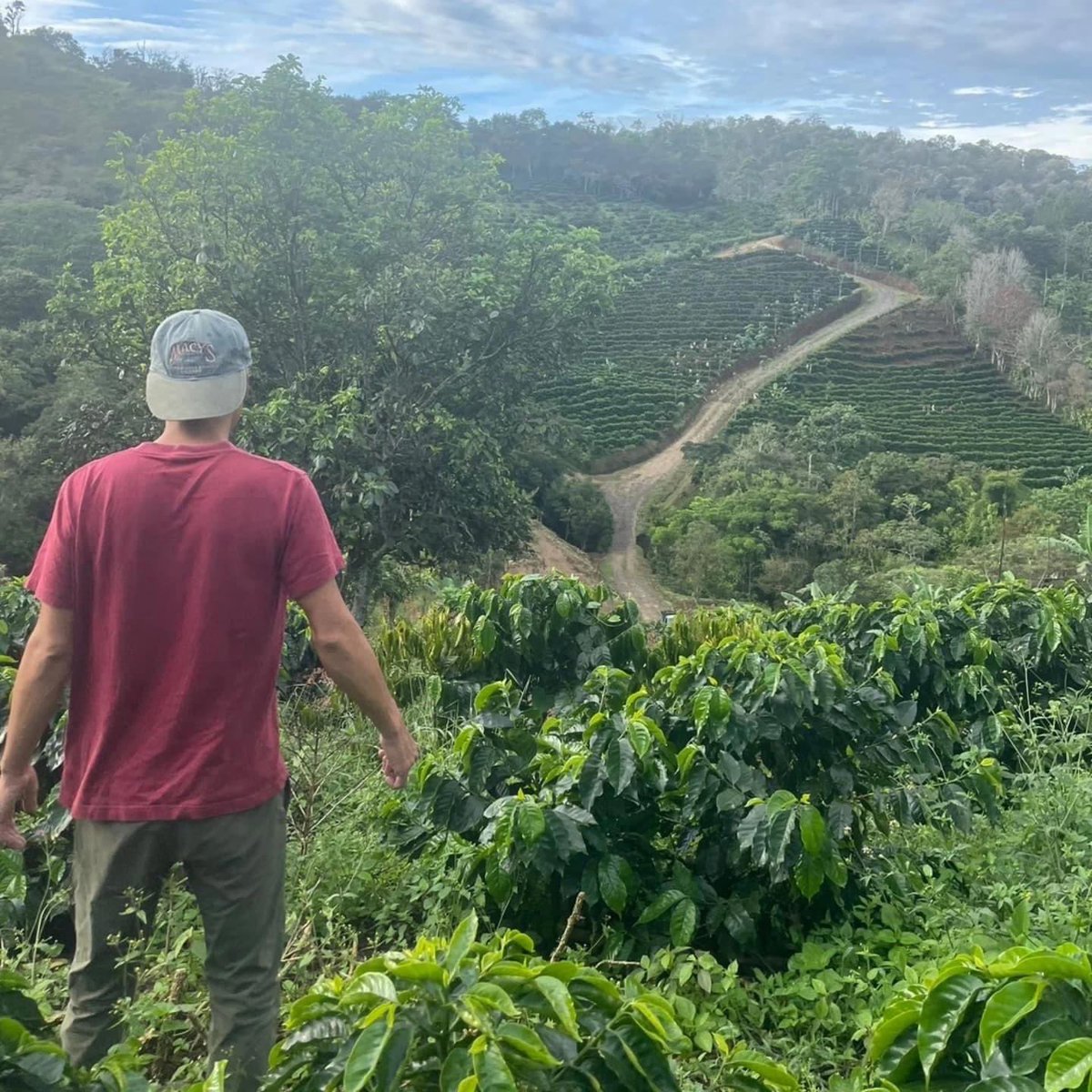 MiyadeCoffee's tweet photo. ○味に表現されることのない実際にコーヒー豆を収穫する原住民インディヘナと共に作業しリアルな世界を知る
○日本に合う品種と新たな栽培方法との出会い

またイチから徳之島でコーヒー栽培を始めたいくらいの気持ちで身体の中からウズウズする。 https://t.co/3xMuno6ZZG