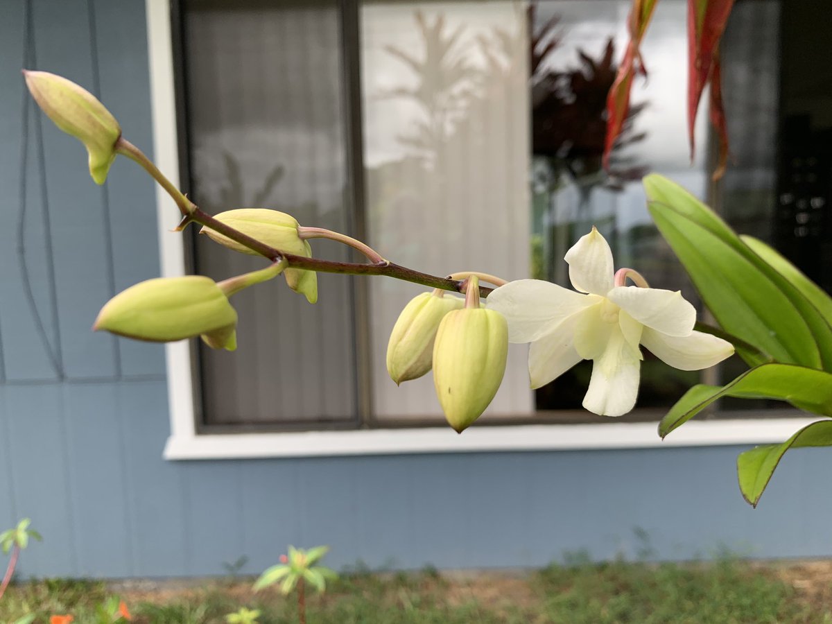 New beginnings in the garden. This orchid has just begun blooming. #FlowerReport #Hilo #Hawaii