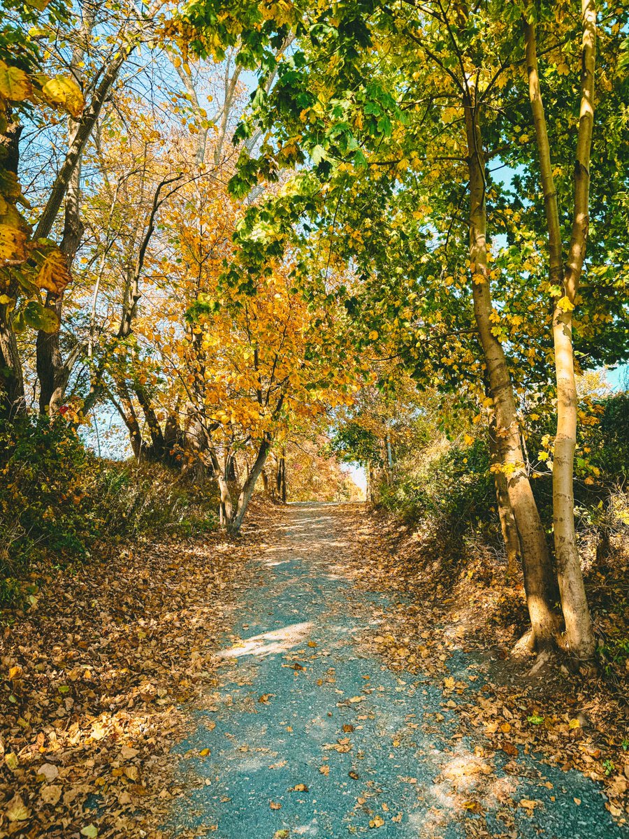 brian_conklin's tweet photo. Some fall colors 🍂 #ShotOniPhone https://t.co/tmrTpPyU8G