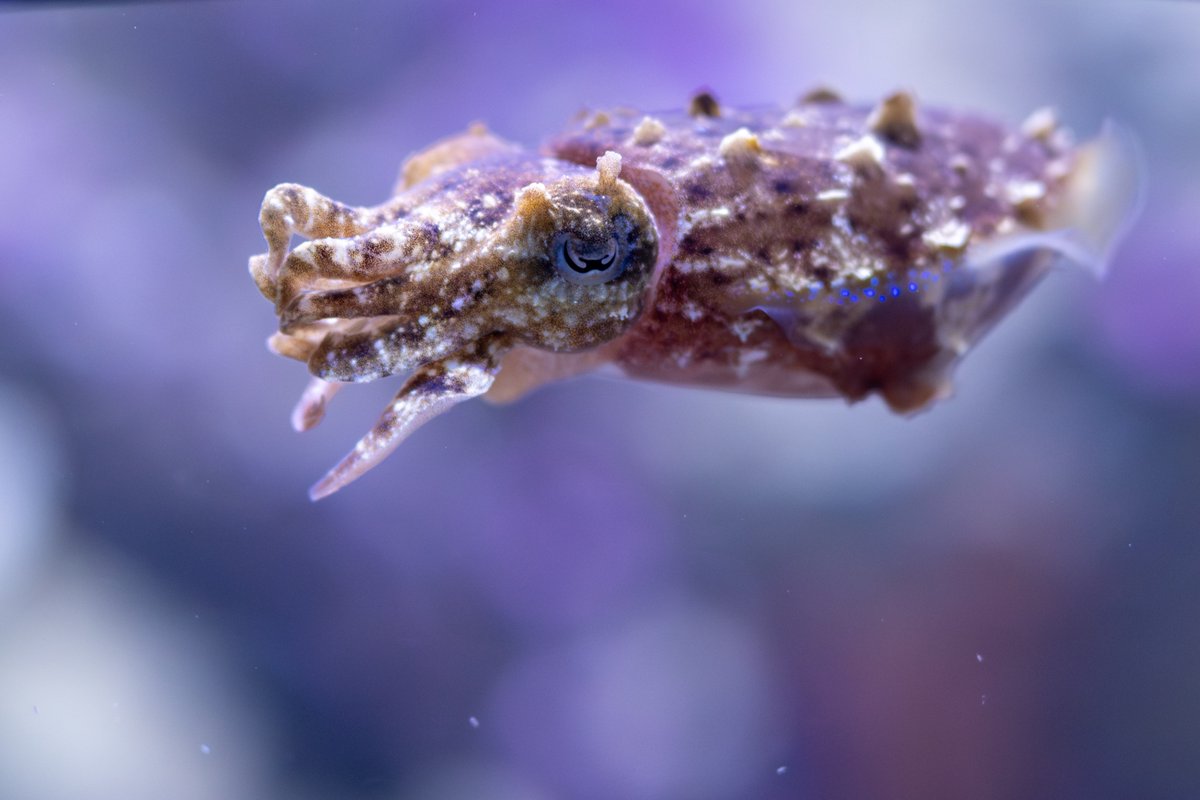 Look at this guy I met down at the <a href="/SeattleAquarium/">Seattle Aquarium</a>