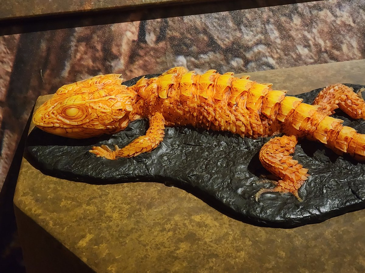 hellbendermodel's tweet image. Here's one I haven't posted- a crocodile skink! Remember, these were included primarily for accessibility for the blind and those with low vision. Because this is a small species, we made a life size one on an apple for scale reference, and a large (~13") version for texture.