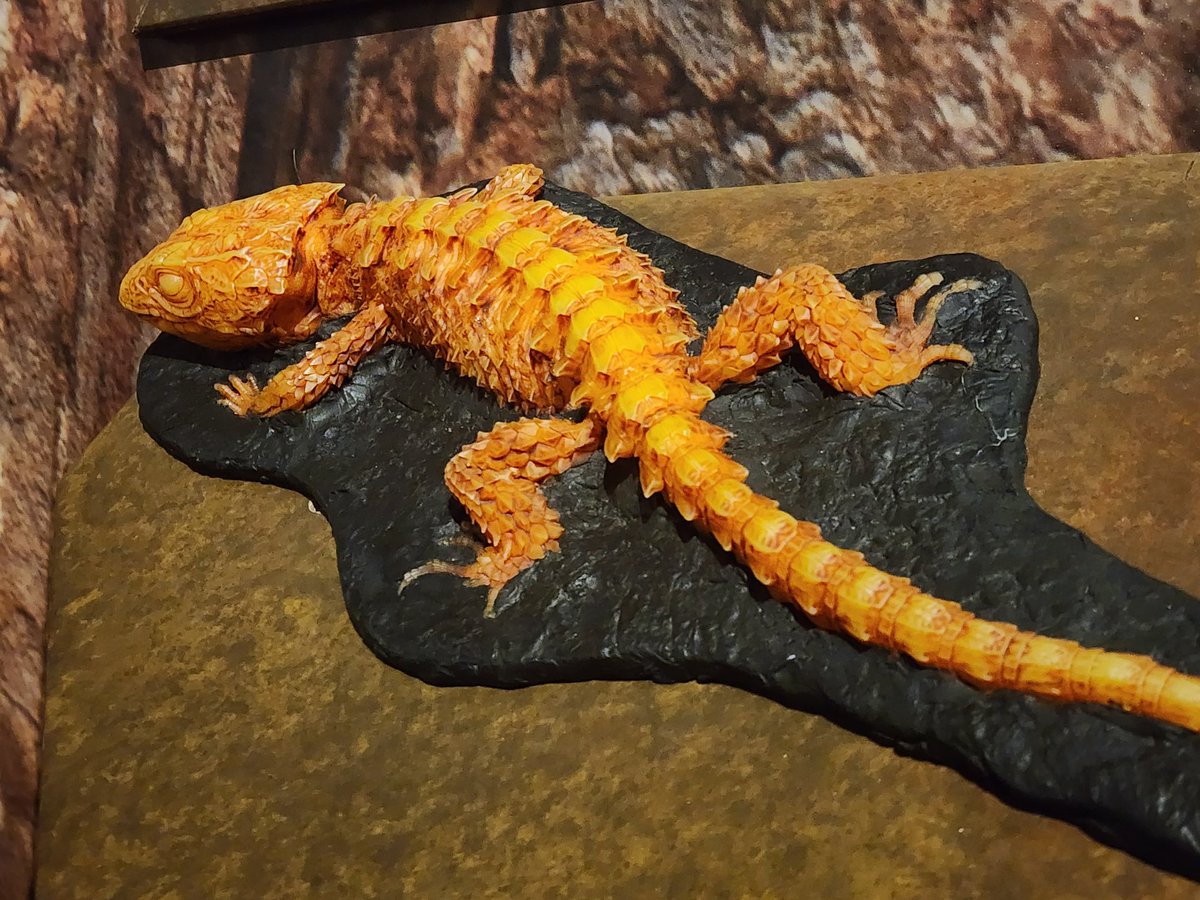 hellbendermodel's tweet image. Here's one I haven't posted- a crocodile skink! Remember, these were included primarily for accessibility for the blind and those with low vision. Because this is a small species, we made a life size one on an apple for scale reference, and a large (~13") version for texture.