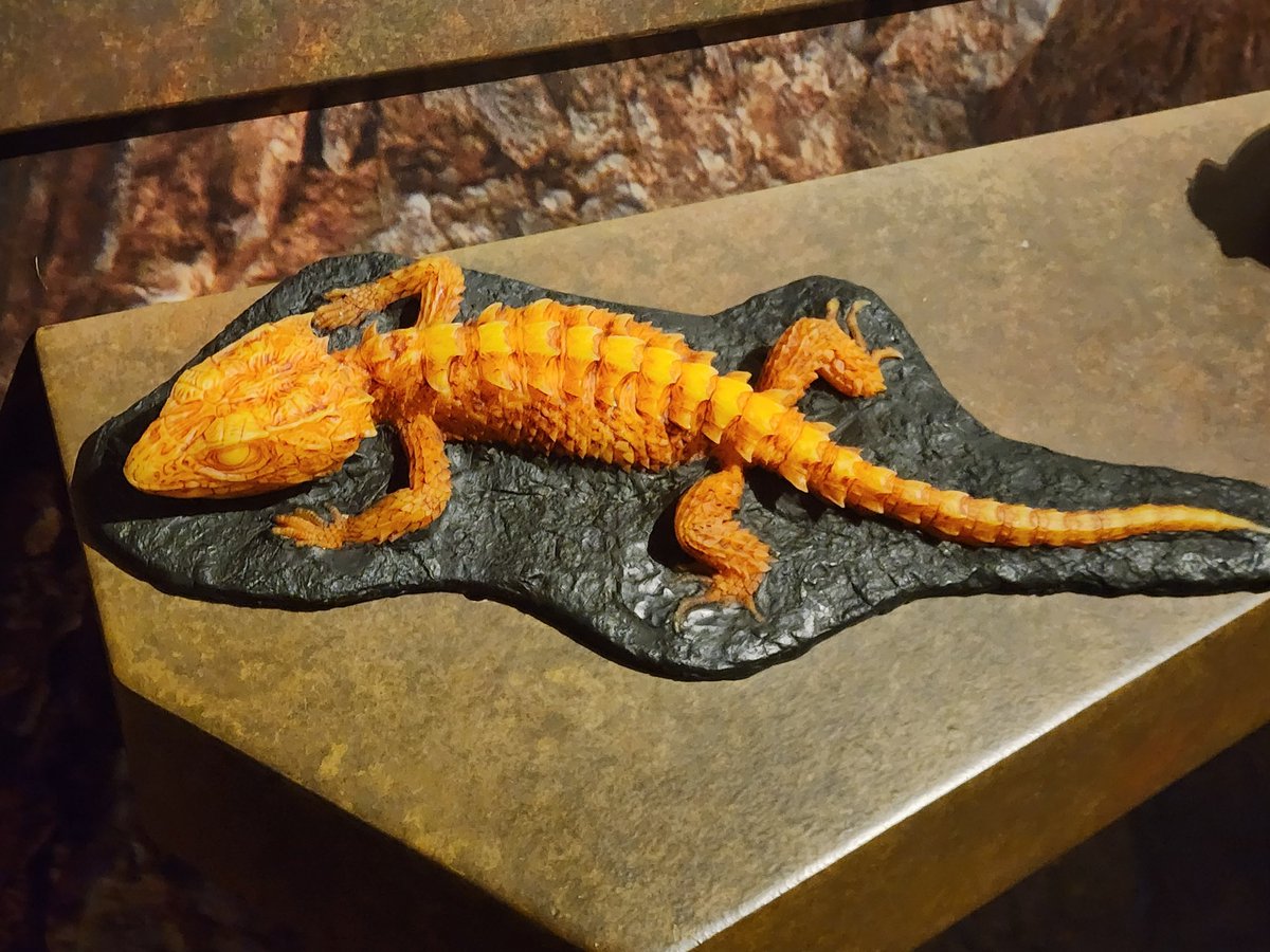 hellbendermodel's tweet image. Here's one I haven't posted- a crocodile skink! Remember, these were included primarily for accessibility for the blind and those with low vision. Because this is a small species, we made a life size one on an apple for scale reference, and a large (~13") version for texture.