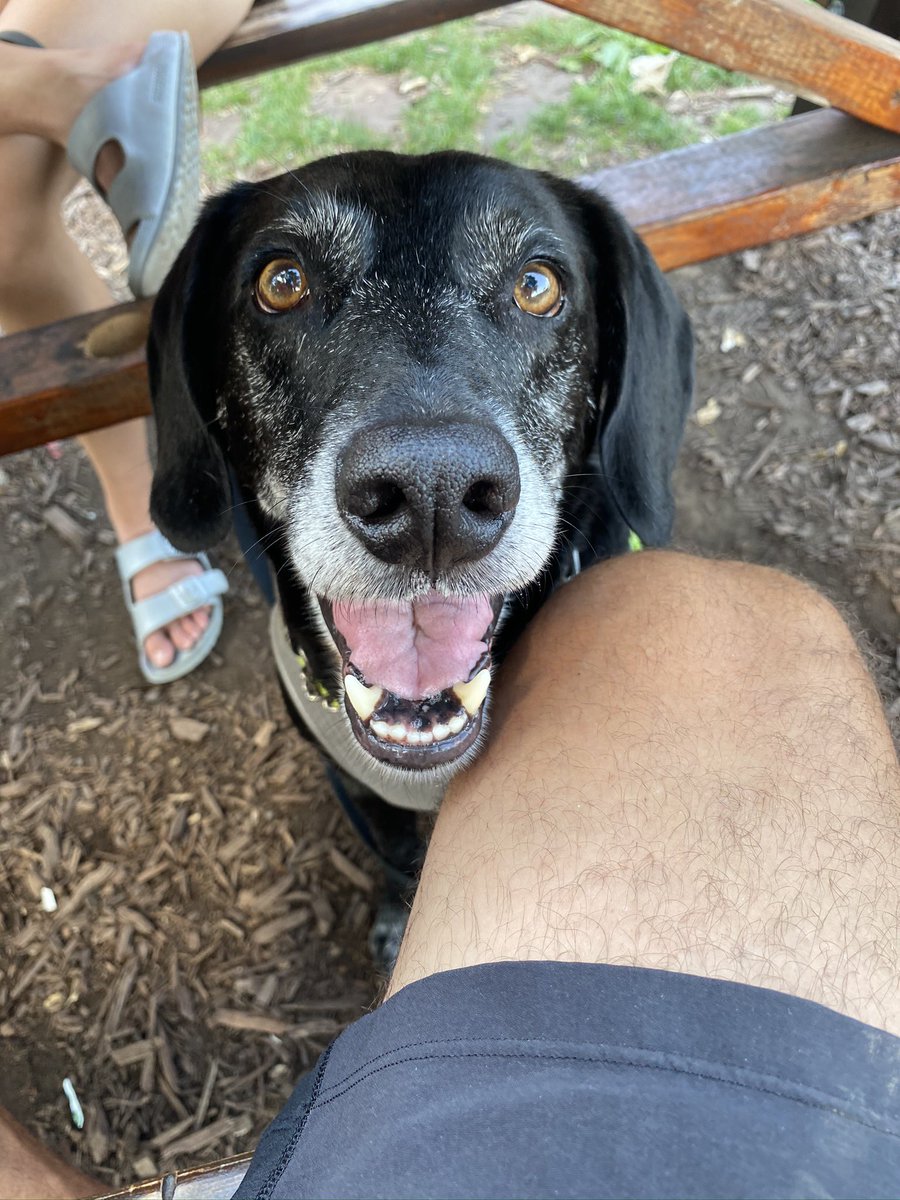 Had to say goodbye to our best friend today. Will love you and be grateful to you forever my sweet Decker boy ❤️. Thank you for helping us grow up and for loving us unconditionally. All dogs go to heaven!