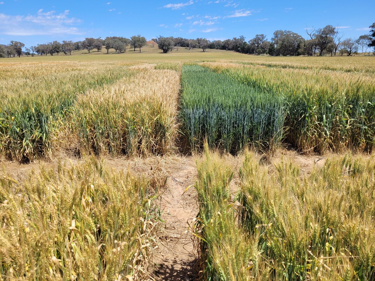 ResearchAgro72's tweet photo. Range of maturity in Grenfell cereal trial and not just between plots ๐ #eachwaybet https://t.co/Y2HRQZuheB