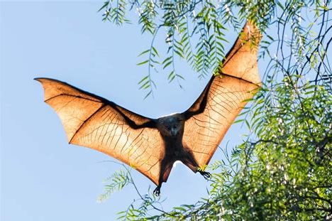 BatsBCRQ's tweet photo. Many of us use #bats as part of our #Halloween📷📷 decorations. This Halloween, please consider also giving some support to the survival of bats big and small by donating to Bat Conservation &amp; Rescue Qld https://t.co/O9ThYKrWeM https://t.co/4aa1CR5UnG