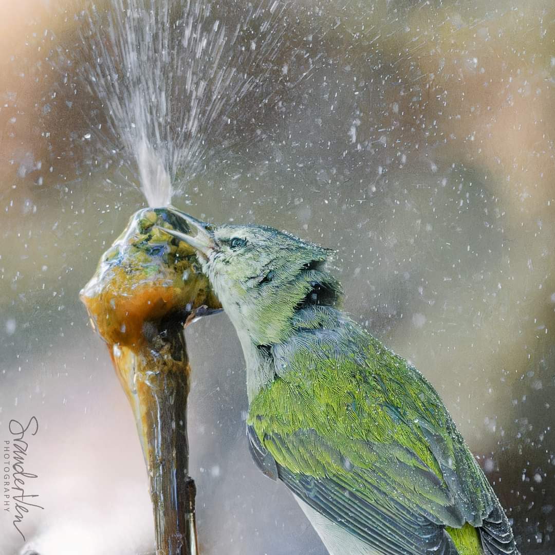ItakeBirdPics's tweet image. A thirsty Tennessee Warbler 
Quintana Neotropical Bird Sanctuary in Texas, USA. 10/27/2024
#TennesseeWarbler
#BirdPhotography
#NaturePhotography