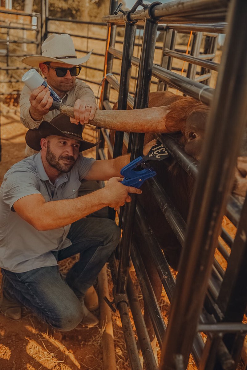 Will Roman tweet media