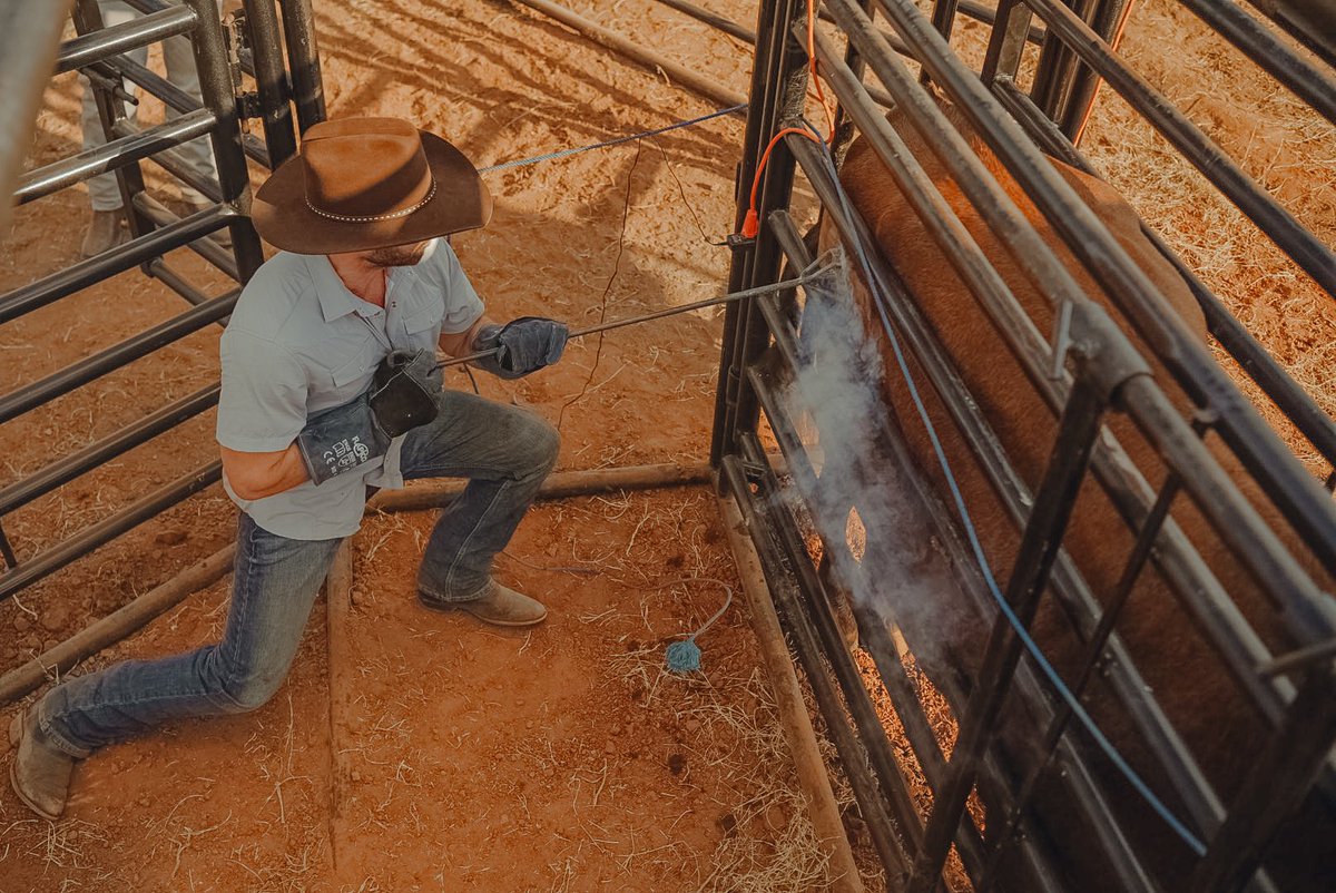 Will Roman tweet media