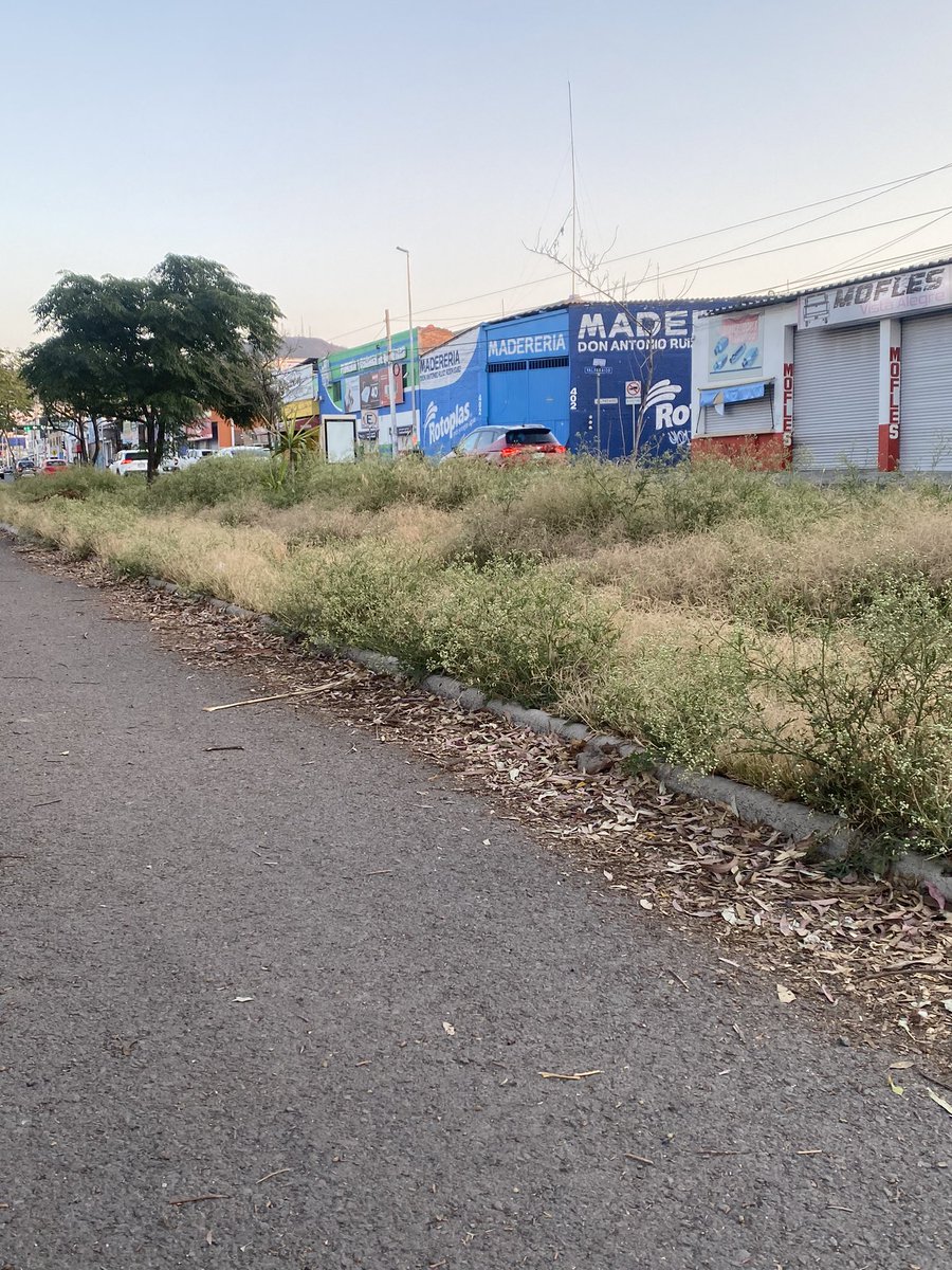 MariaMentirass's tweet photo. Oye @FeliFerMacias @qromunicipio hace meses que no podan sobre el camellón de Avenida del Parque, es el centro de ejercicio y recreación de varias colonias. ¿Nos pueden apoyar? https://t.co/aItRWfs0ev