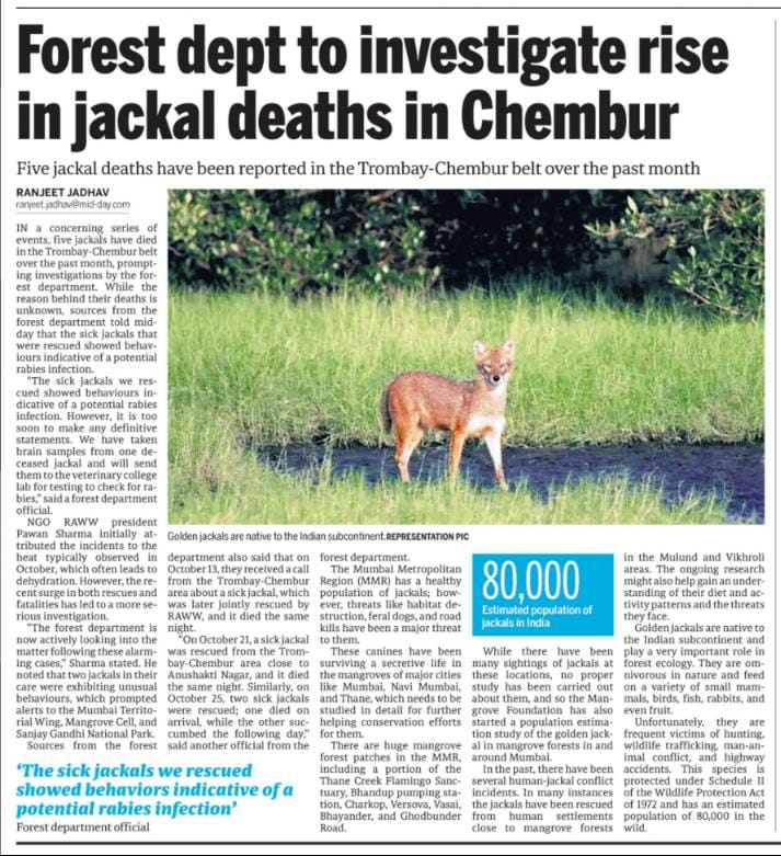 Ranjeet Shamal Bajirao Jadhav (@ranjeetnature) on Twitter photo Mumbai: Forest dept to investigate rise in jackal deaths in Chembur.
sources from the forest department told mid-day that the sick jackals that were rescued showed behaviours indicative of a potential rabies infection.
mid-day.com/mumbai/mumbai-… <a href="/mid_day/">Mid Day</a> <a href="/SachinKalbag/">Sachin Kalbag</a> <a href="/MahaForest/">Maha Forest Official</a> Mumbai: Forest dept to investigate rise in jackal deaths in Chembur.
sources from the forest department told mid-day that the sick jackals that were rescued showed behaviours indicative of a potential rabies infection.
mid-day.com/mumbai/mumbai-… <a href="/mid_day/">Mid Day</a> <a href="/SachinKalbag/">Sachin Kalbag</a> <a href="/MahaForest/">Maha Forest Official</a>