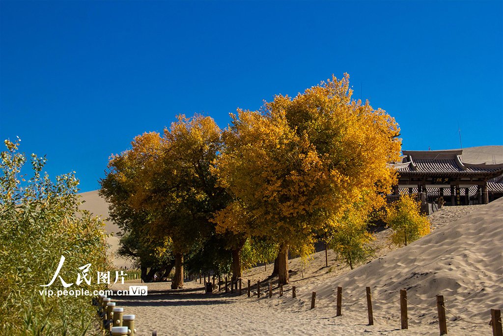 PDChinese's tweet photo. 【甘肅敦煌：月牙泉秋色如畫】金秋十月，甘肅省敦煌市鳴沙山月牙泉景區被秋色渲染，藍天、黃沙、碧泉構成了一幅幅迷人的美麗畫卷。 https://t.co/1ssg8UAqSk