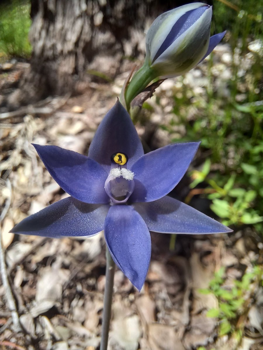 Andrea Aromatisi (@aromatisi) on Twitter photo Sun orchid in Margaret River #Australia #wildorchirds #orchids <a href="/DanielaSkakka/">Daniela Scaccabarozzi Ph.D.</a> <a href="/Orchitweet/">Orchidofilia</a> <a href="/Orchid_hunters/">Worldwide Orchids & Wildflowers</a> <a href="/wa_orchids/">WA Orchids</a> <a href="/IUCN_Orchids/">IUCN Orchid Specialist Group</a> <a href="/CurtinMedia/">Curtin Media</a> Sun orchid in Margaret River #Australia #wildorchirds #orchids <a href="/DanielaSkakka/">Daniela Scaccabarozzi Ph.D.</a> <a href="/Orchitweet/">Orchidofilia</a> <a href="/Orchid_hunters/">Worldwide Orchids & Wildflowers</a> <a href="/wa_orchids/">WA Orchids</a> <a href="/IUCN_Orchids/">IUCN Orchid Specialist Group</a> <a href="/CurtinMedia/">Curtin Media</a>