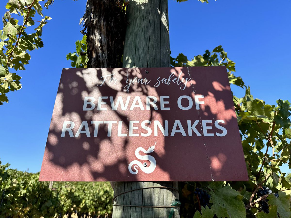 Trinity5206's tweet image. #america #los angeles #wine #winery #wine #weekend #x  Wilson Creek Winery About an hour from LA Lots of tourists throwing parties Weather was great Didn't see any on the vine 🐍Address: 35960 Rancho California Rd, Temecula, CA 92591