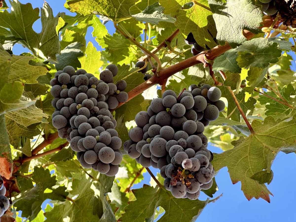 Trinity5206's tweet image. #america #los angeles #wine #winery #wine #weekend #x  Wilson Creek Winery About an hour from LA Lots of tourists throwing parties Weather was great Didn't see any on the vine 🐍Address: 35960 Rancho California Rd, Temecula, CA 92591