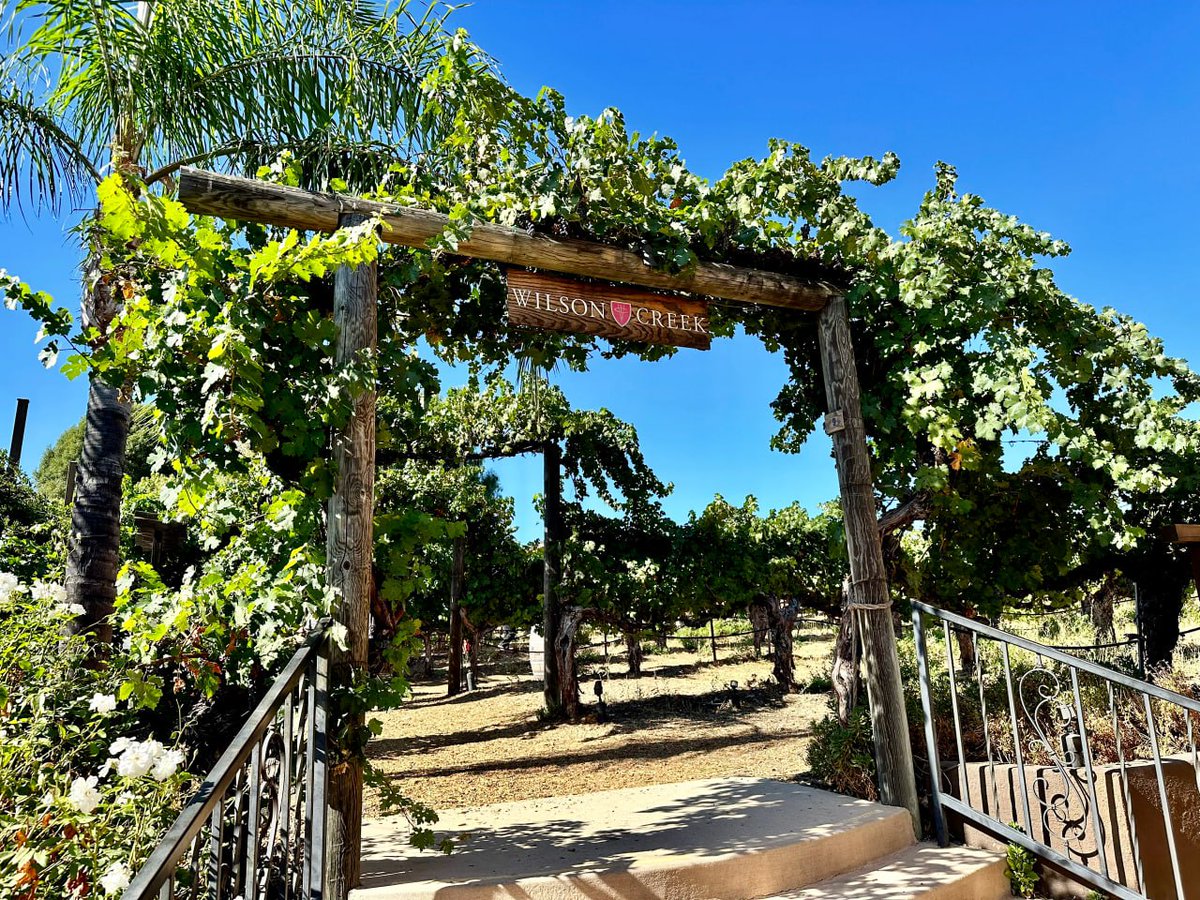 Trinity5206's tweet image. #america #los angeles #wine #winery #wine #weekend #x  Wilson Creek Winery About an hour from LA Lots of tourists throwing parties Weather was great Didn't see any on the vine 🐍Address: 35960 Rancho California Rd, Temecula, CA 92591