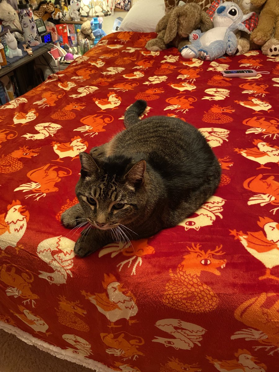 bella_moon's tweet photo. @Mythical I got my Mythical blanket and my cat loves it as much as I do. #mythicalsociety https://t.co/2mBlkmS7Nk
