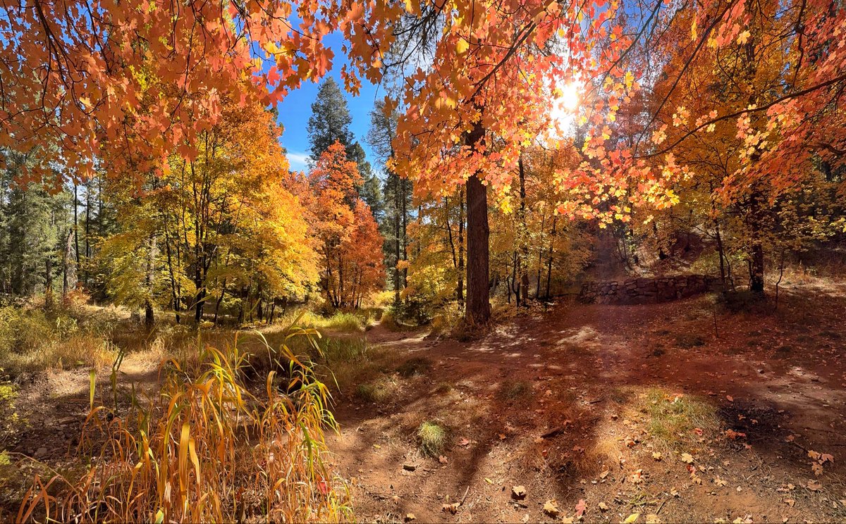 Allophile's tweet image. Fall color peaking right now in the Santa Catalinas—Tucson’s “sky island” backyard—maples and aspens on mountaintops in the middle of the desert, miraculous…
instagram.com/reel/DBpw-LxJu…
@ThePhotoHour #getintotheoutthere
@Apple #shotoniPhone16pro
