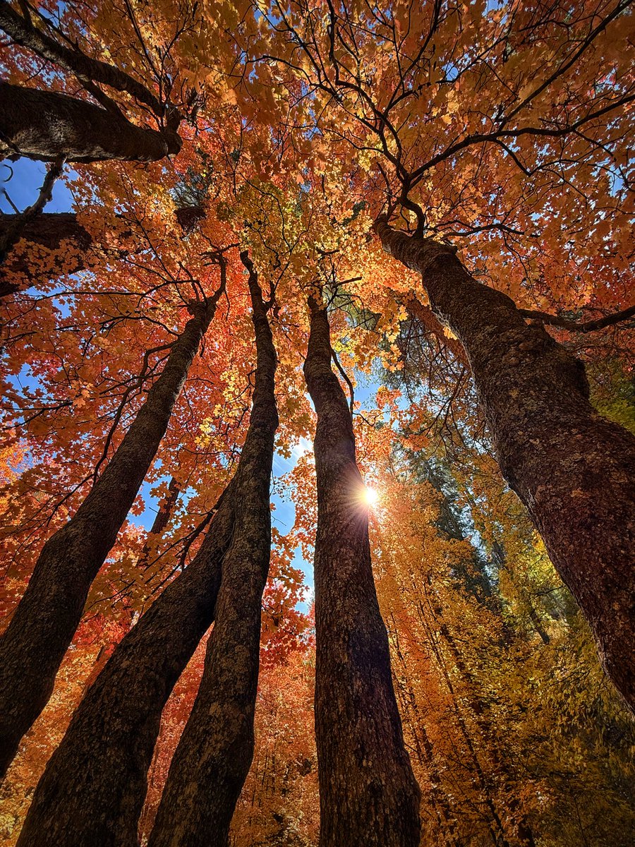 Allophile's tweet image. Fall color peaking right now in the Santa Catalinas—Tucson’s “sky island” backyard—maples and aspens on mountaintops in the middle of the desert, miraculous…
instagram.com/reel/DBpw-LxJu…
@ThePhotoHour #getintotheoutthere
@Apple #shotoniPhone16pro